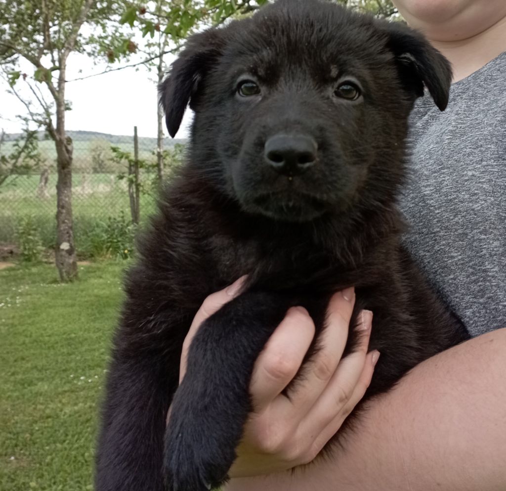 du Temple de Boucoba - Chiots disponibles - Berger Allemand