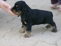 CHIOT
